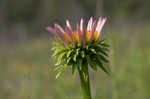 Eastern purple coneflower